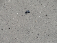 Zlot EV Żyrardów 2011 - najmniejszy pojazd elektryczny na zlocie